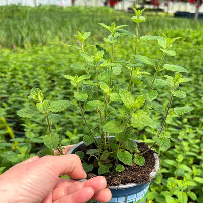 Erdbeerminze, 12cm Topf, frisch aus unserer Bio-Gärtnerei