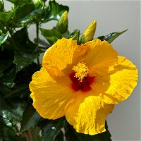 Hibiskus gelb, Stamm, Topf-Ø 17 cm, Höhe ca. 70 cm