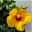Hibiskus gelb, Stamm, Topf-Ø 17 cm, Höhe ca. 70 cm