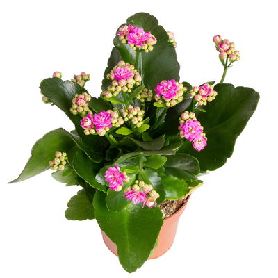 Kalanchoe 'Calandiva'®, rot&violett, Topf-Ø 12 cm, Höhe ca. 20-30 cm, 6er-Set