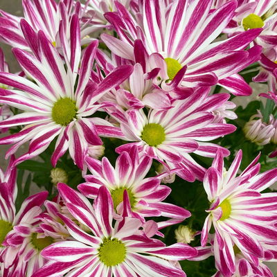 Chrysanthemen 'Rainbow Carousel', lila-weiß, Topf-Ø 14 cm, 4 Pflanzen Chrysanthemen 'Rainbow Carousel', lila-weiß, Topf-Ø 14 cm, 4 Pflanzen