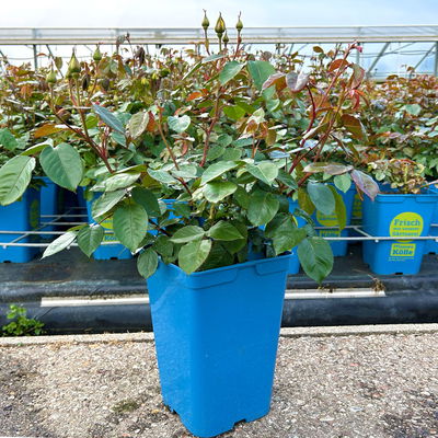 Beetrose 'Westart®' gelb, Topf 5 Liter, 4 Pflanzen Beetrose 'Westart®' gelb, Topf 5 Liter, 4 Pflanzen