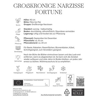 Großpackung Narzissen Fortune gelb-orange. 10 Blumenzwiebeln