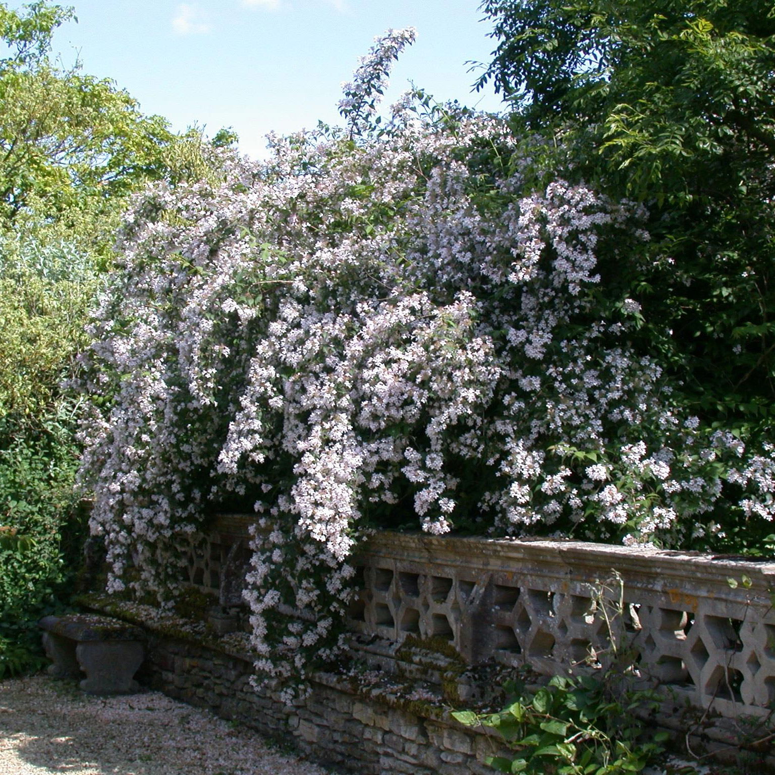 Dufthecke-Blütensträucher XL, 20er-Set, Höhe 80-100 cm, Topf 12+20 Liter