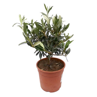 Olivenbaum, buschartig, Topf-Ø 15 cm, Höhe ca. 30 cm, 3 Pflanzen