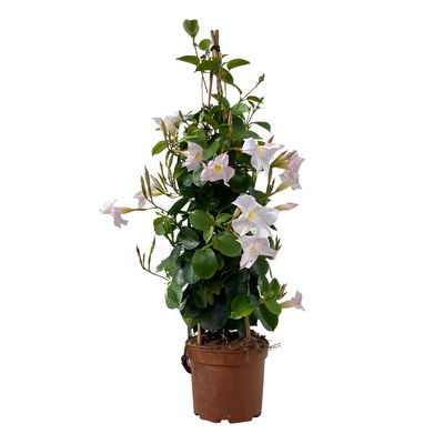 Dipladenie, weiß, Pyramide, Topf-Ø 17 cm, Höhe ca. 70 cm, 2 Pflanzen