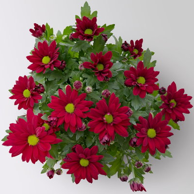 Chrysanthemen 'Swifty', rot, Topf-Ø 10,5 cm, 6 Pflanzen Chrysanthemen 'Swifty', rot, Topf-Ø 10,5 cm, 6 Pflanzen