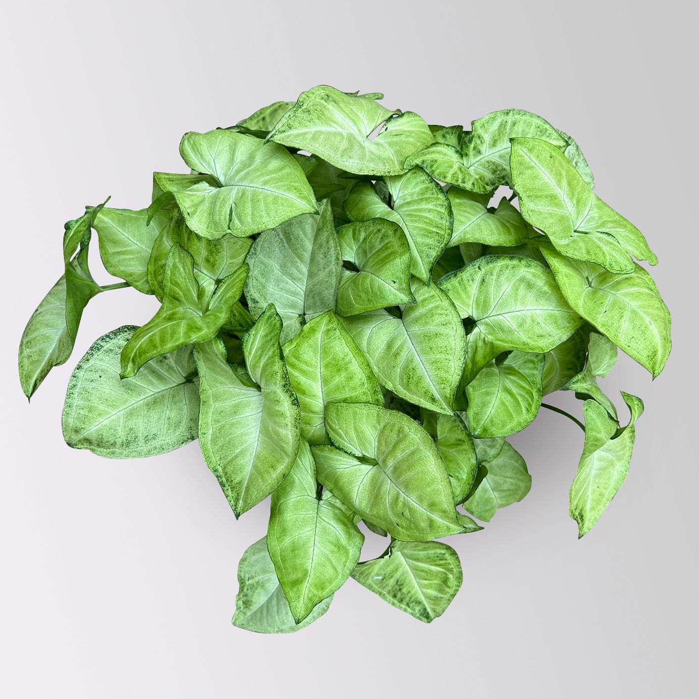 Syngonium 'White Butterfly', Topf-Ø 12cm, 2 Pflanzen