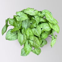 Syngonium 'White Butterfly', Topf-Ø 12cm, 2 Pflanzen