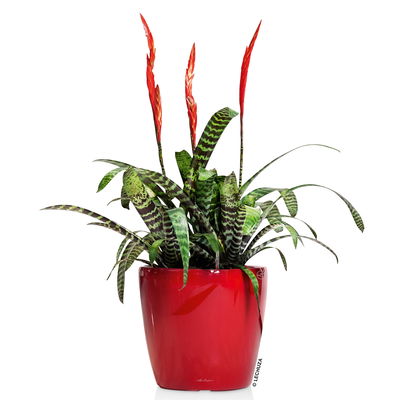 Lechuza 'Classico LS 21', scarlet-rot, ca. Ø 21 x H 20 cm Lechuza 'Classico LS 21', scarlet-rot, ca. Ø 21 x H 20 cm