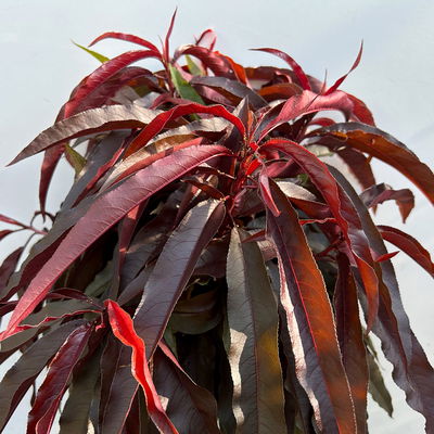 Kölle Bio Rotlaubiger Zwergpfirsich  Kölle Bio Rotlaubiger Zwergpfirsich