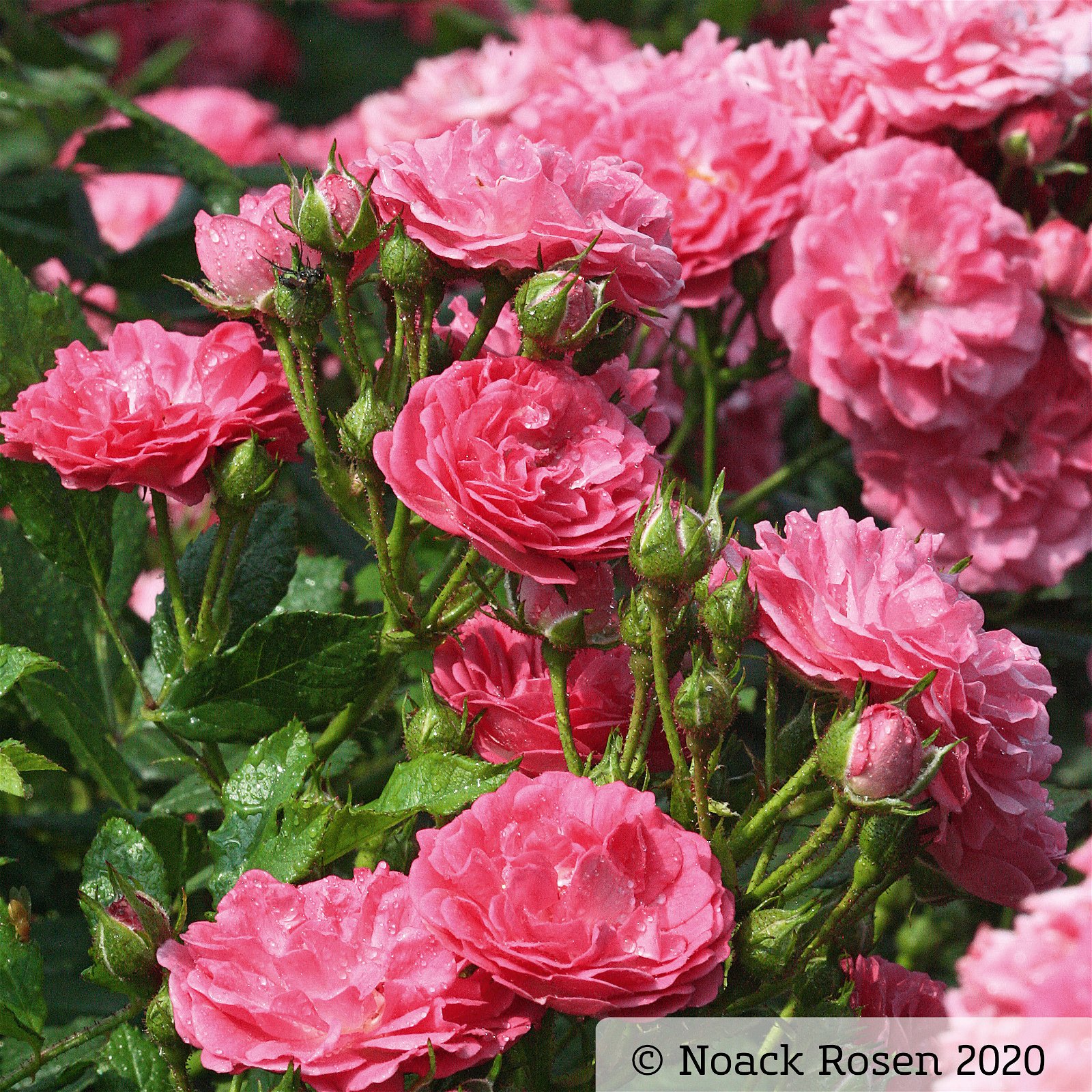 Zwergrose 'Balduin', rosa, gefüllte Blüten, Topf 3 Liter