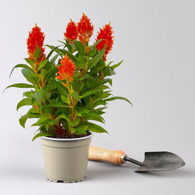 Celosia 'Kelos Fire Orange' orange, Topf-Ø 12 cm, 6 Stück
