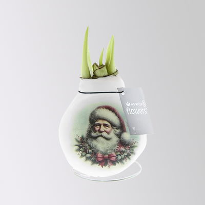 Amaryllis in Wachs, Dekor 'Santa & Friends', Muster zufällig, Blüte rot Amaryllis in Wachs, Dekor 'Santa & Friends', Muster zufällig, Blüte rot