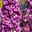 Rittersporn 'New Millenium' rosa, Topf-Ø 11 cm, 3er-Set Rittersporn 'New Millenium' rosa, Topf-Ø 11 cm, 3er-Set