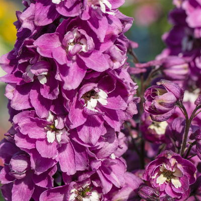 Rittersporn 'New Millenium', rosa, Topf 11x11 cm, 3 Pflanzen Rittersporn 'New Millenium', rosa, Topf 11x11 cm, 3 Pflanzen