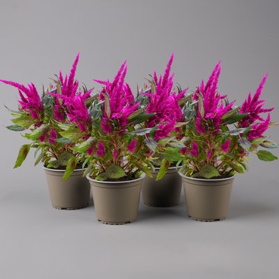 Celosia 'Javelin' lila, Topf-Ø 14 cm, 4er-Set