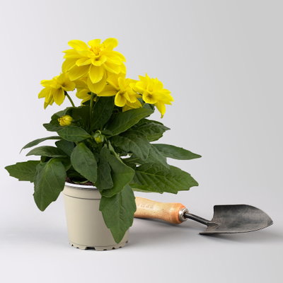 Dahlie, gelb, Topf-Ø 12 cm, 6 Pflanzen