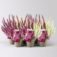 Calluna 'Gardengirls® Vanilla Plum' Trio, Topf-Ø 13 cm, 6 Pflanzen
