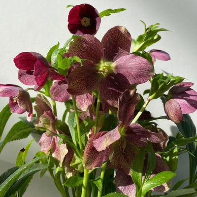 Lenzrose ViV® 'Victoria', purpurviolett, Topf-Ø 15 cm, 2 Pflanzen