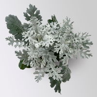 Silberblatt, grau/silber, Topf-Ø 12 cm, 6 Pflanzen