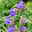 Dreimasterblume, violettblau, Topf 11x11 cm, 3 Pflanzen