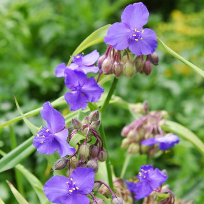 Dreimasterblume, violettblau, Topf 11x11 cm, 3 Pflanzen