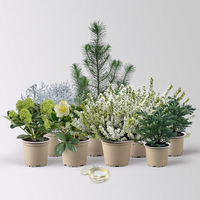 Pflanzenkreation Winterweiß, 8 Pflanzen + Lichterkette Pflanzenkreation Winterweiß, 8 Pflanzen + Lichterkette