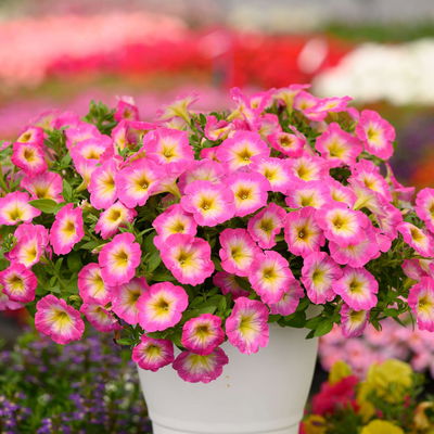 Petunie, pink-gelb, hängend, Topf-Ø 13 cm, 6 Pflanzen Petunie, pink-gelb, hängend, Topf-Ø 13 cm, 6 Pflanzen