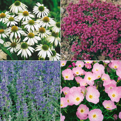 Stauden-Set, 12 Pflanzen für 2 m², weiß-rosa-blau