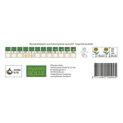 Darwin Hybride-Tulpen 'Banja Luka', Gelb & Rot, 7 Blumenzwiebeln