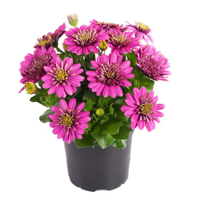 Osteospermum rosa/lila gefüllt, Topf-Ø 12 cm, 6 Stück Osteospermum rosa/lila gefüllt, Topf-Ø 12 cm, 6 Stück