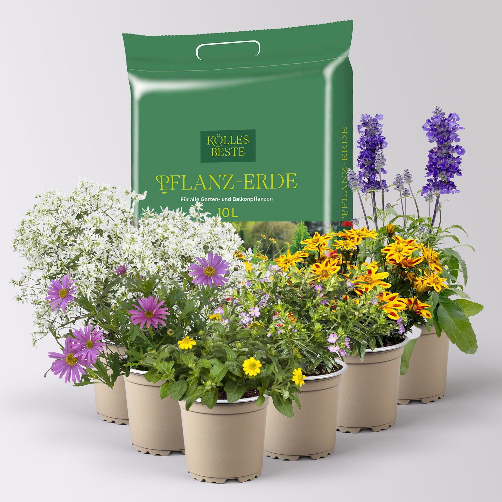 Pflanzenkreation 'Insektenbuffet', lila-gelb-weiß, 6 Pflanzen inkl. Erde