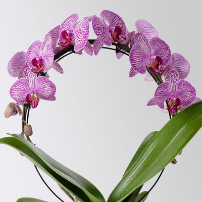 Schmetterlingsorchidee pink geadert, Bogen, Topf-Ø 12 cm, Höhe ca. 45 cm Schmetterlingsorchidee pink geadert, Bogen, Topf-Ø 12 cm, Höhe ca. 45 cm