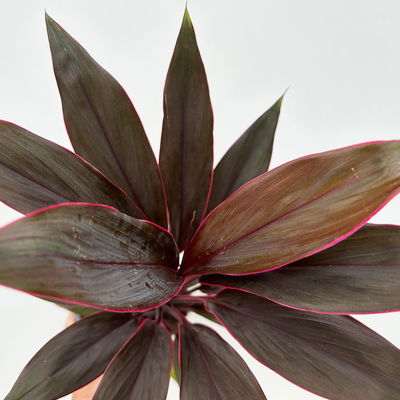 Grünpflanzenkreation Keulenlilien-Dreierlei, Topf-Ø 12 cm, 3 Pflanzen