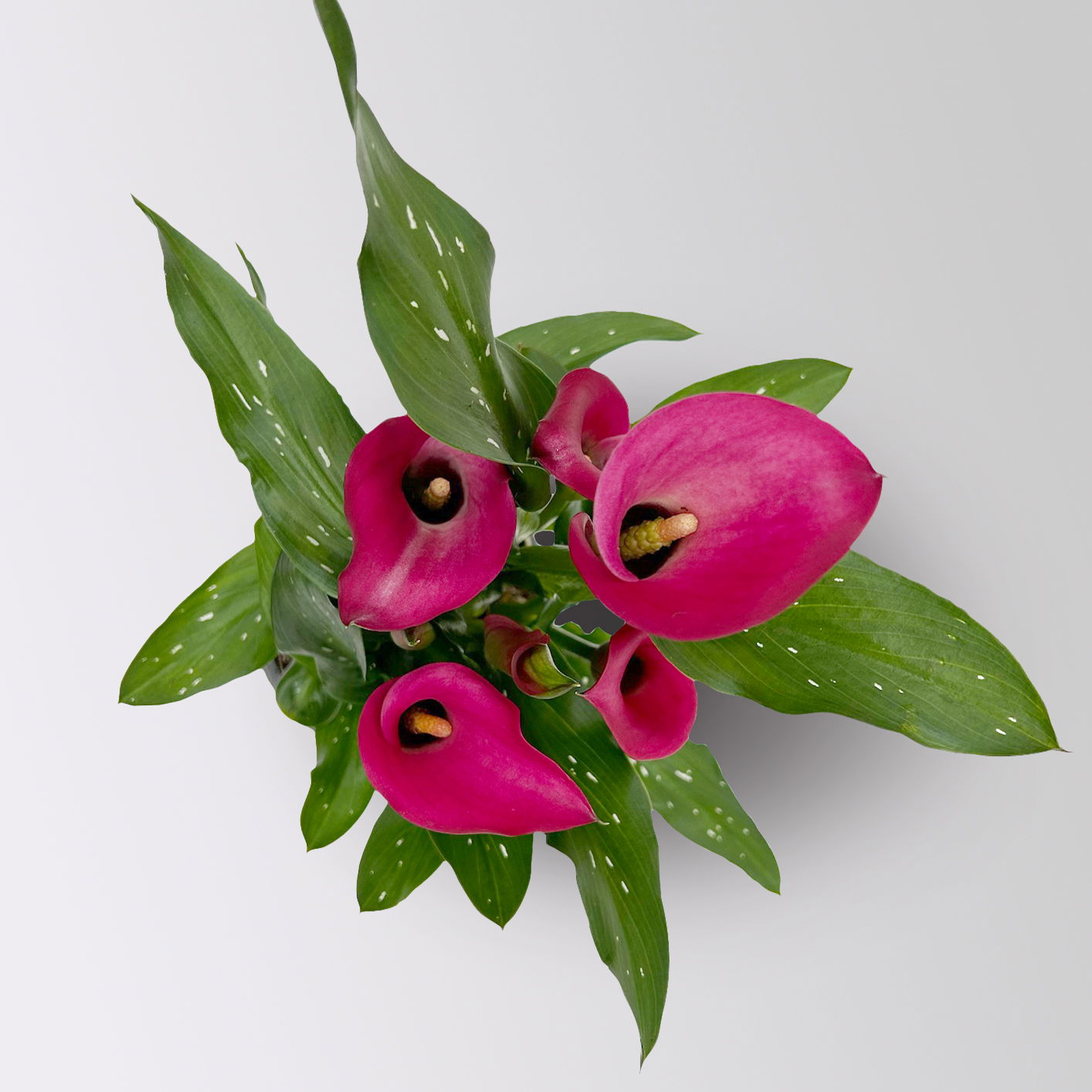 Calla rosa, Topf-Ø 11 cm, Höhe ca. 27 cm, 2er-Set