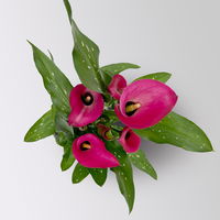 Calla rosa, Topf-Ø 11 cm, Höhe ca. 27 cm, 2er-Set