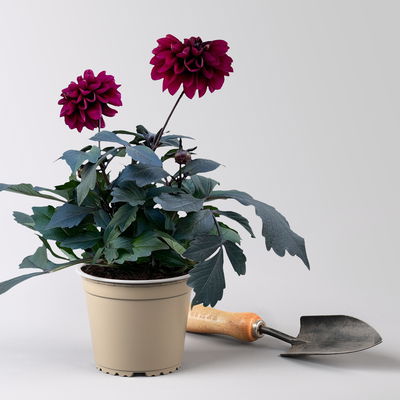 Dahlie, Farbe zufällig, Topf-Ø 14 cm, 4 Pflanzen