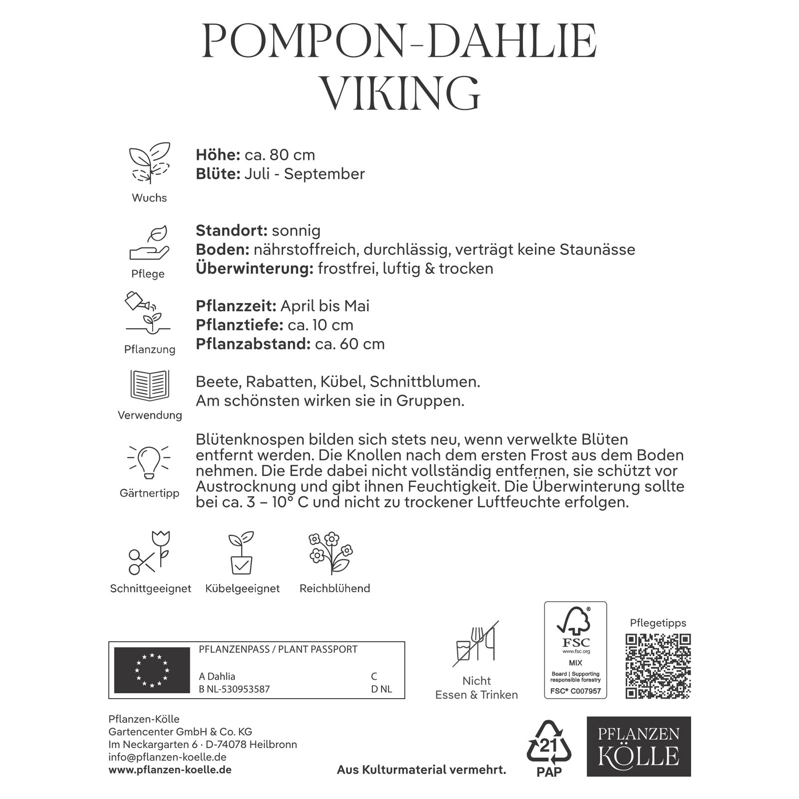 Kölles Beste Pompon-Dahlie 'Viking', rot, 1 Blumenknolle