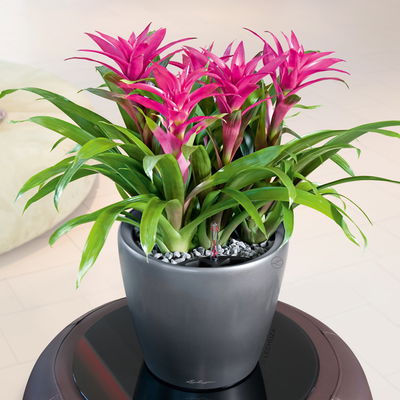 Lechuza 'Classico Premium LS 43', anthrazit, ca. Ø 43 x H 40 cm