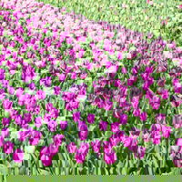 Pflanzen-Set Lila Frühlingsboten, 12 Pflanzen inkl. Erde