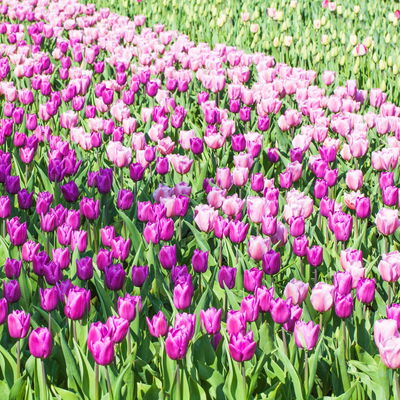 Pflanzen-Set Lila Frühlingsboten, 12 Pflanzen inkl. Erde