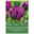Gefüllte späte Tulpen 'Double Negrita', purpur, 7 Blumenzwiebeln Gefüllte späte Tulpen 'Double Negrita', purpur, 7 Blumenzwiebeln