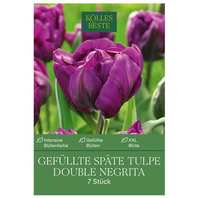 Gefüllte späte Tulpen 'Double Negrita', purpur, 7 Blumenzwiebeln