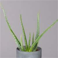 Aloe vera in Keramiktopf Bergamo grau, Topf-Ø 12 cm, Höhe ca. 35 cm