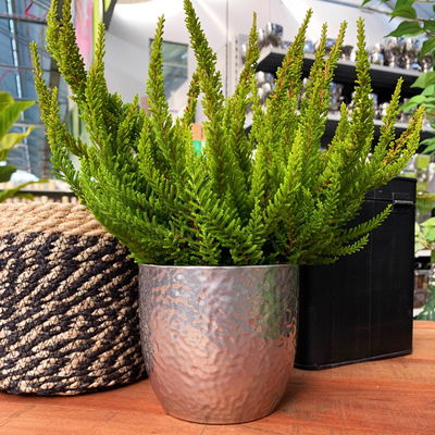 Besenheide SKYLINE®, gelb, Topf-Ø 13 cm, 3 Pflanzen