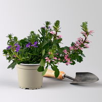 Fächerblume 'Trio', rosa-lila-weiß, Topf-Ø 12 cm, 6 Pflanzen Fächerblume 'Trio', rosa-lila-weiß, Topf-Ø 12 cm, 6 Pflanzen