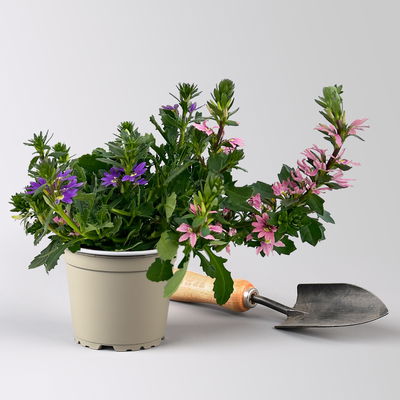 Fächerblume 'Trio', rosa-lila-weiß, Topf-Ø 12 cm, 6 Pflanzen Fächerblume 'Trio', rosa-lila-weiß, Topf-Ø 12 cm, 6 Pflanzen