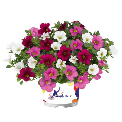 Zauberglöckchen 'Trio', Mischung zufällig, Topf-Ø 12 cm, 6 Pflanzen Zauberglöckchen 'Trio', Mischung zufällig, Topf-Ø 12 cm, 6 Pflanzen