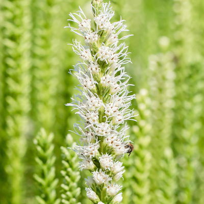 Bio Prachtscharte weiß, Topf 11x11 cm, 3 Pflanzen